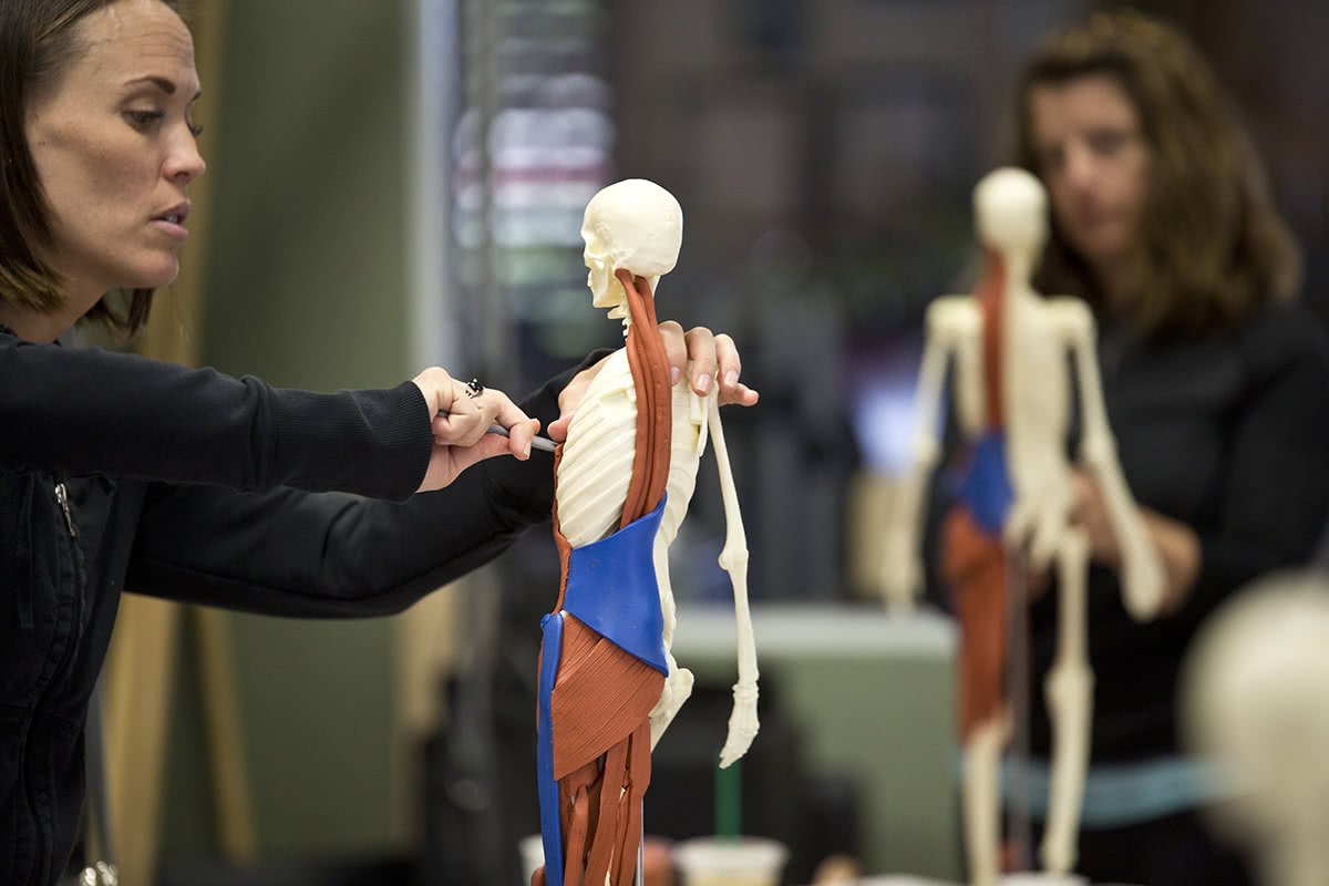 Anatomia człowieka